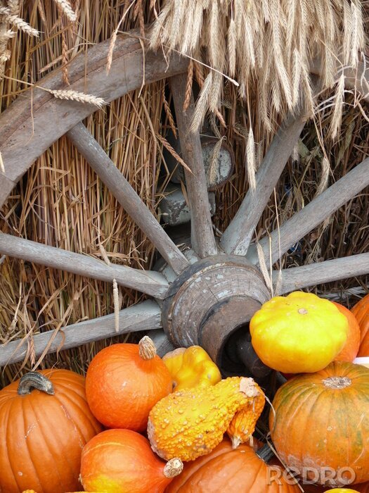 Fotobehang Pompoen en graan