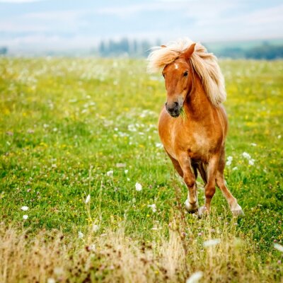 Fotobehang Pony op een bloemrijke open plek