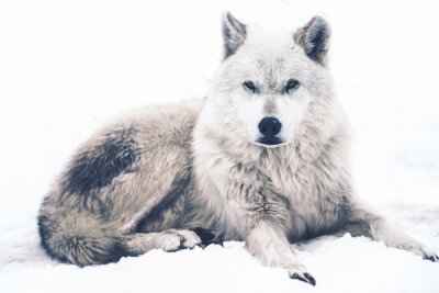 Fotobehang Poolwolf liggend op de sneeuw