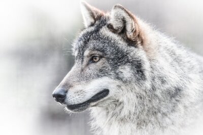 Fotobehang Portret donkergrijze wolf