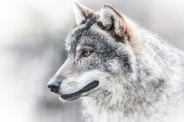 Fotobehang Portret donkergrijze wolf