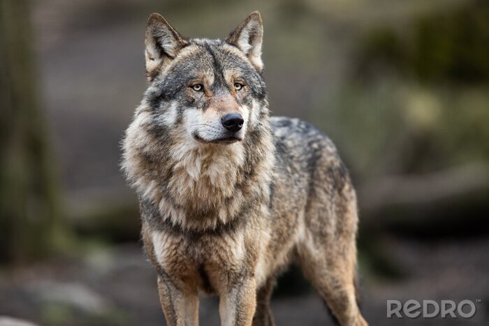 Fotobehang Portret grijze wolf in het bos