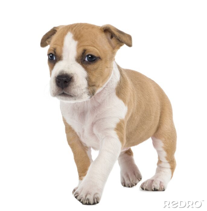 Fotobehang Portret van de Amerikaanse Staffordshire Terrier Puppy wandelen