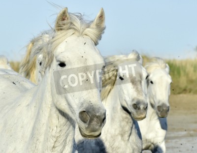 Fotobehang Portret van drie paarden