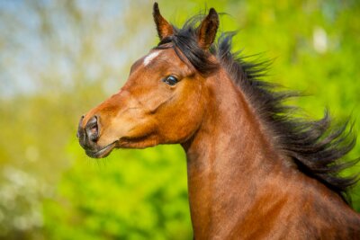 Fotobehang Portret van een Arabisch paard in beweging