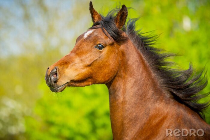Fotobehang Portret van een Arabisch paard in beweging
