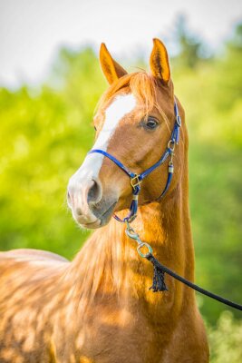 Fotobehang Portret van een Arabisch paard met een hoofdstel