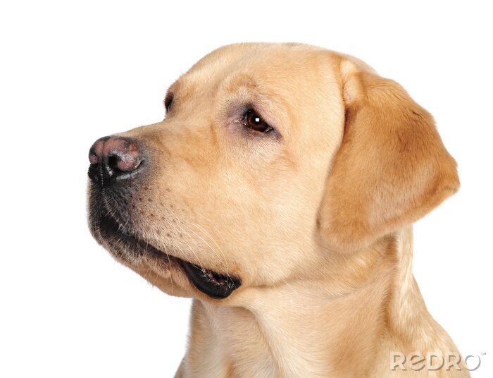 Fotobehang Portret van een beige labrador