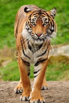 Fotobehang Portret van een Bengaalse tijger