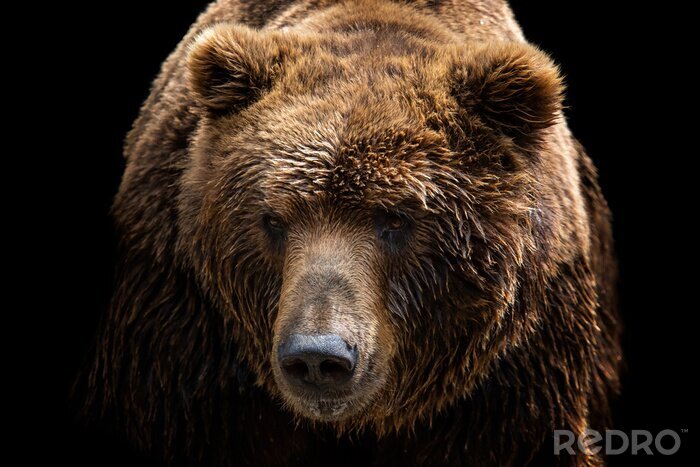 Fotobehang Portret van een bruine beer