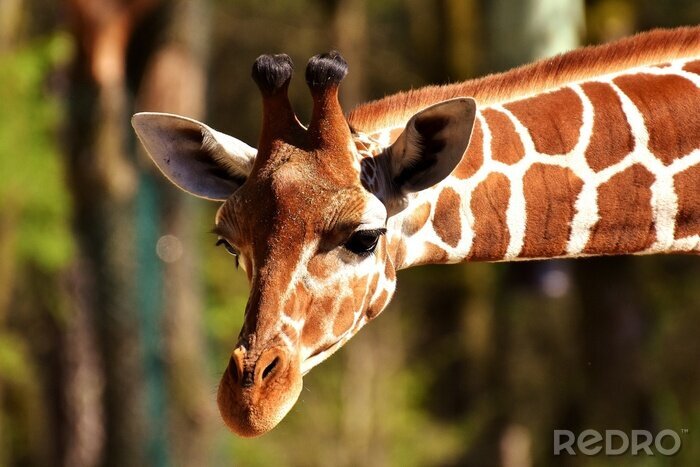 Fotobehang Portret van een giraf op een wazige achtergrond