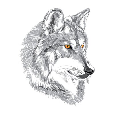 Fotobehang Portret van een grijze wolf
