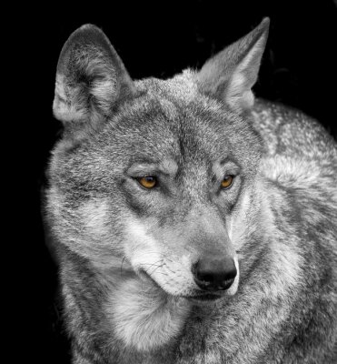 Portret van een grijze wolf op een donkere achtergrond