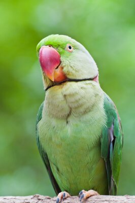 Fotobehang Portret van een groene vogel