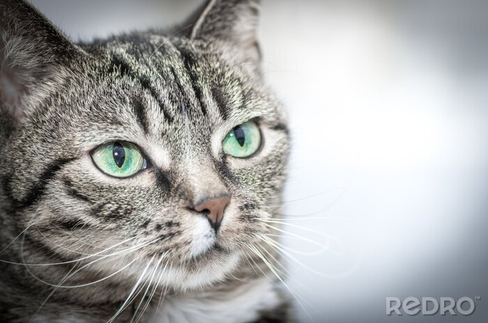 Fotobehang Portret van een groenogige kat