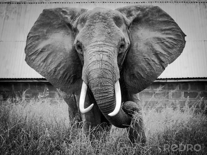 Fotobehang Portret van een grote olifant