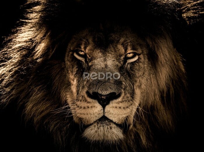 Fotobehang Portret van een leeuw met weelderige manen op zwarte achtergrond