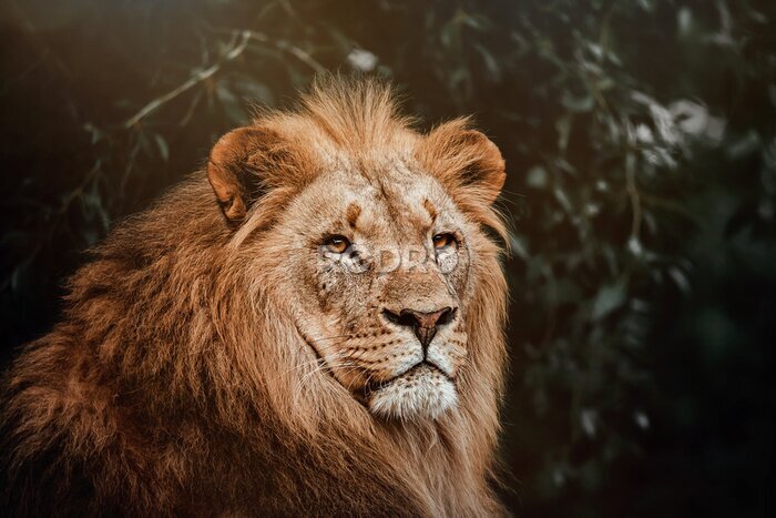Fotobehang Portret van een leeuw tegen een achtergrond van een jungle