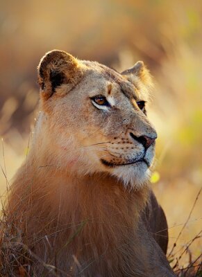 Fotobehang Portret van een leeuwin in het gras