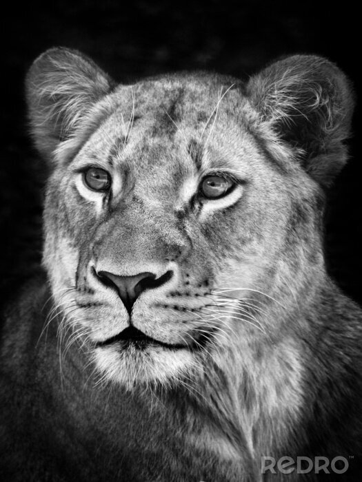 Fotobehang Portret van een leeuwin in zwart-wit
