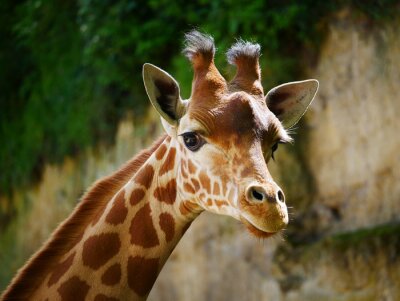 Fotobehang Portret van een lieve giraf