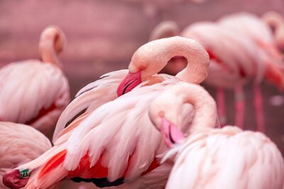 Fotobehang Portret van een liggende flamingo