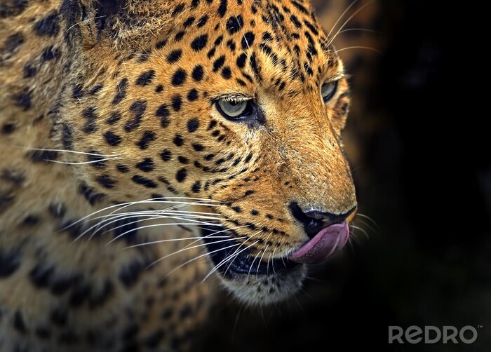 Fotobehang Portret van een likkende luipaard