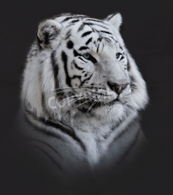 Fotobehang Portret van een majestueuze tijger