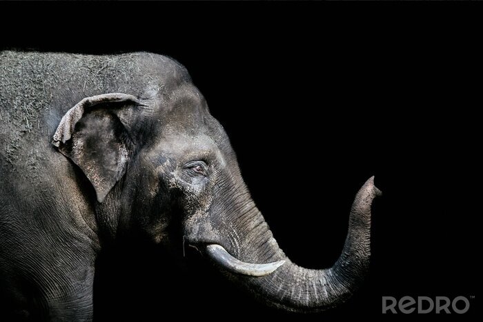 Fotobehang Portret van een olifant met gesloten ogen
