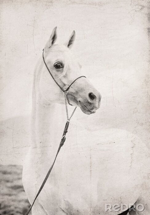 Fotobehang Portret van een paard in retrostijl