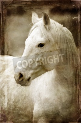 Fotobehang Portret van een paard in sepia