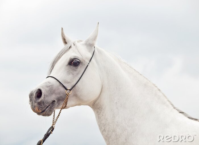 Fotobehang Portret van een paard in tuig