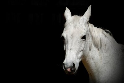 Fotobehang Portret van een paard met opgeheven oren