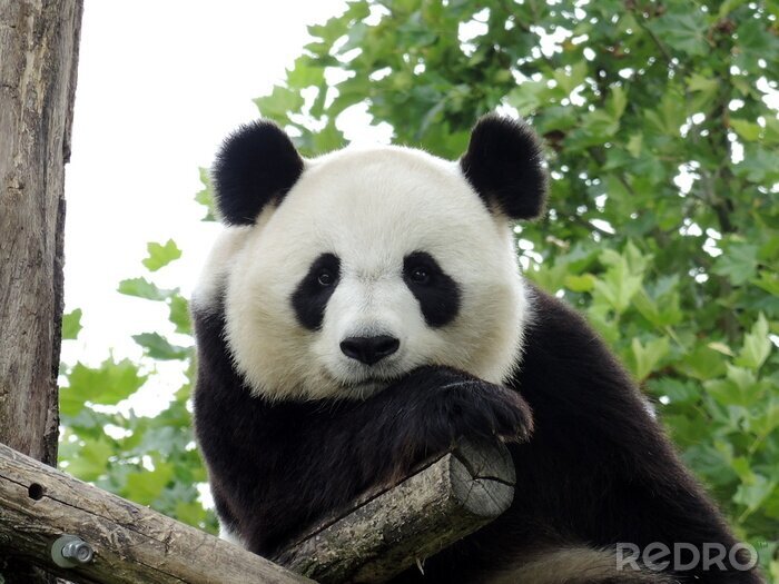 Fotobehang Portret van een panda