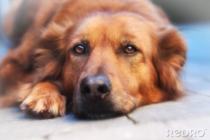 Fotobehang Portret van een rosse hond