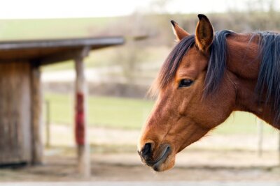 Fotobehang Portret van een schattig paard