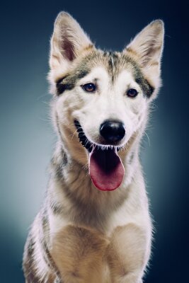 Fotobehang Portret van een schattige hond