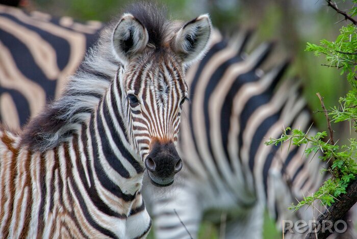 Fotobehang Portret van een schattige zebra