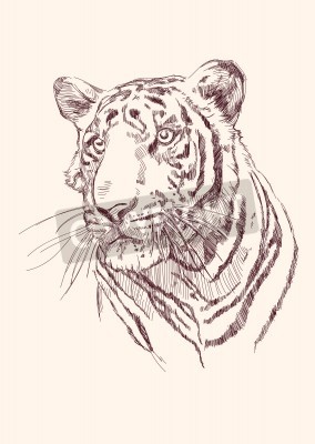 Fotobehang Portret van een tijger, getekend in potlood