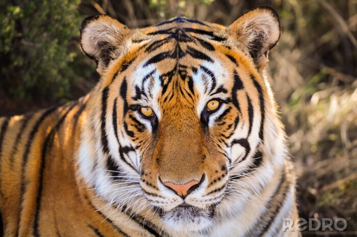 Fotobehang Portret van een tijger in de schaduw