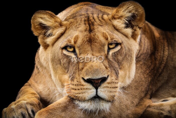 Fotobehang Portret van een vrouwelijke leeuw op zwarte achtergrond