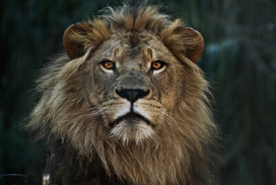 Fotobehang Portret van een wilde leeuw