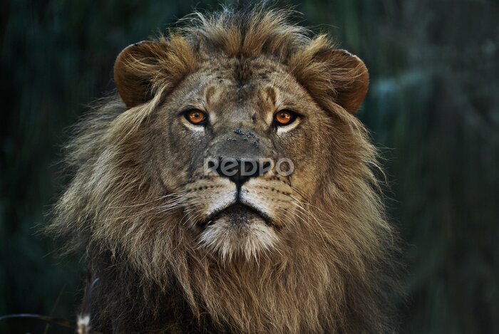 Fotobehang Portret van een wilde leeuw