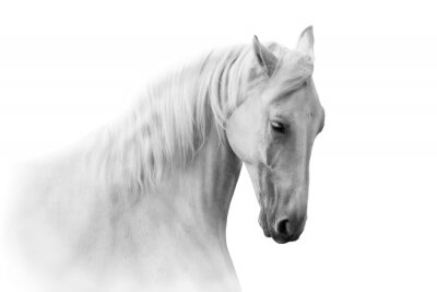 Fotobehang Portret van een wit paard