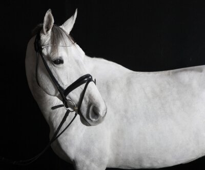 Portret van een wit paard