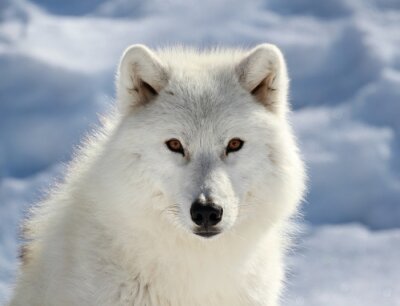 Portret van een witte wolf tegen de lucht