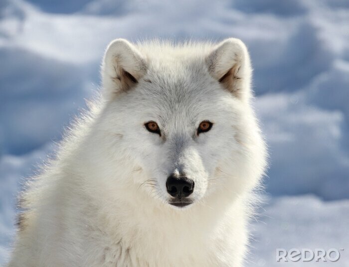 Fotobehang Portret van een witte wolf tegen de lucht