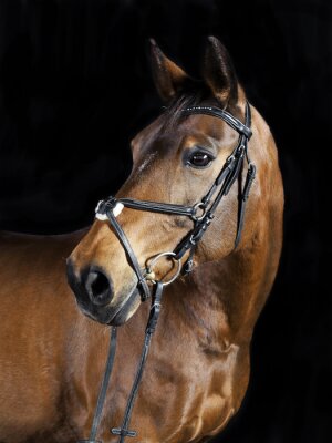 Portret van een zwart paard met teugels