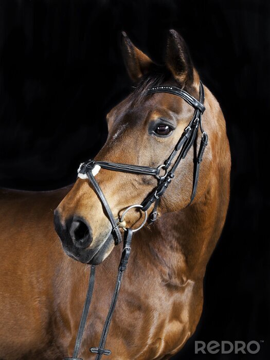 Fotobehang Portret van een zwart paard met teugels