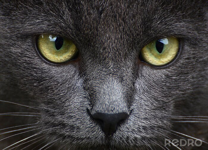 Fotobehang Portret van een zwarte kat